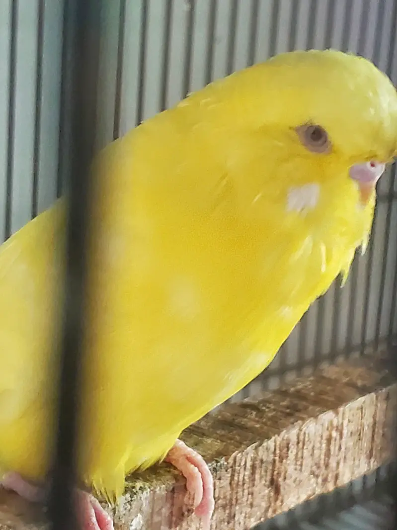 Exhibition Red eyes lesser male — photo 5