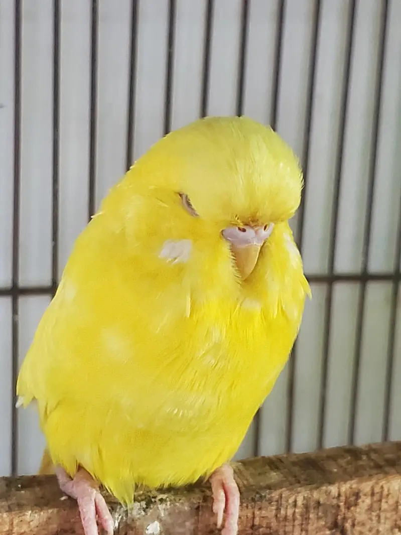 Exhibition Red eyes lesser male — photo 6