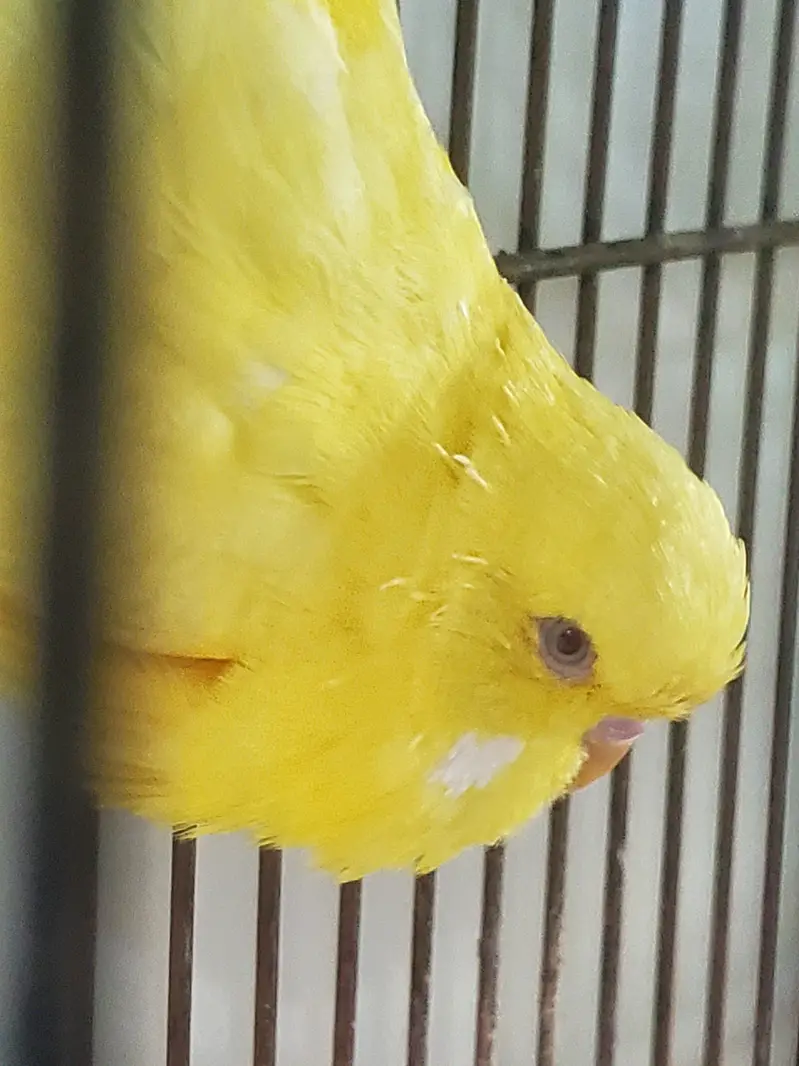 Exhibition Red eyes lesser male — photo 7