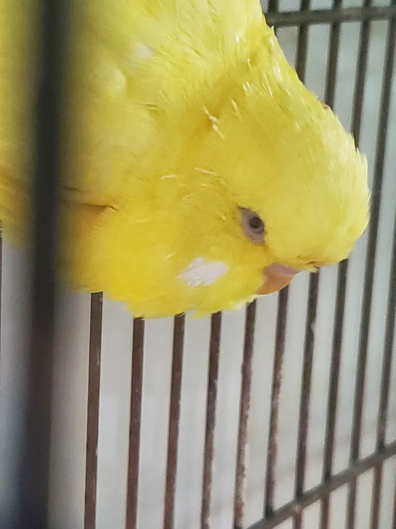 Exhibition Red eyes lesser male — photo 8