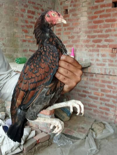Aseel murgi for sale in Lahore