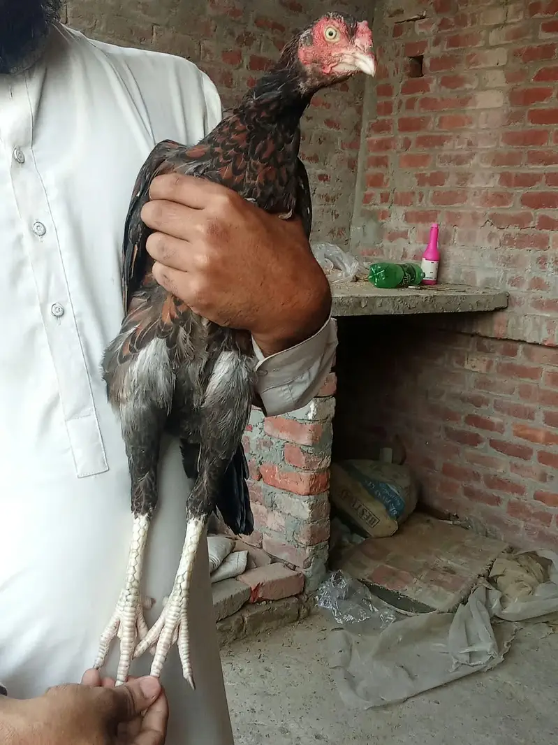 Aseel murgi for sale in Lahore — photo 2