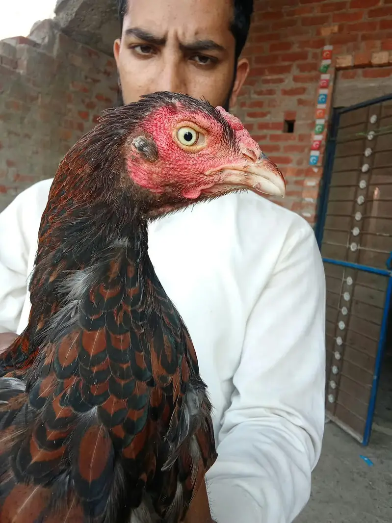 Aseel murgi for sale in Lahore — photo 3