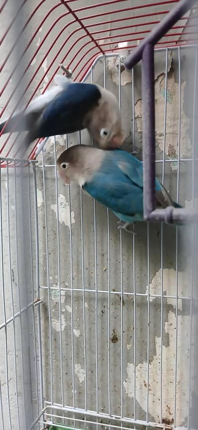 lovebirds available for sale pair