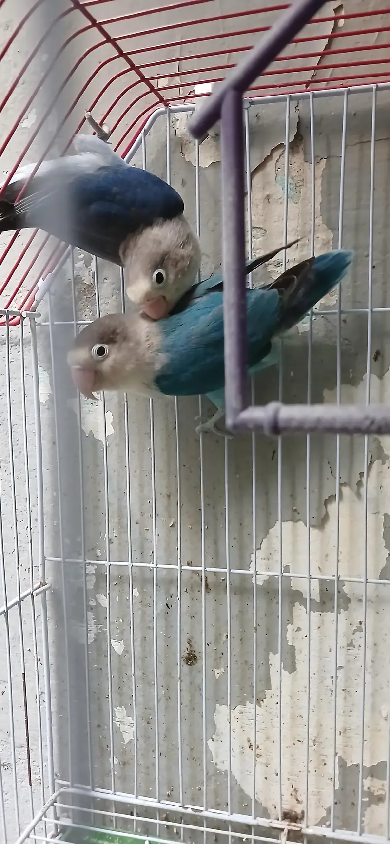 lovebirds available for sale pair — photo 2