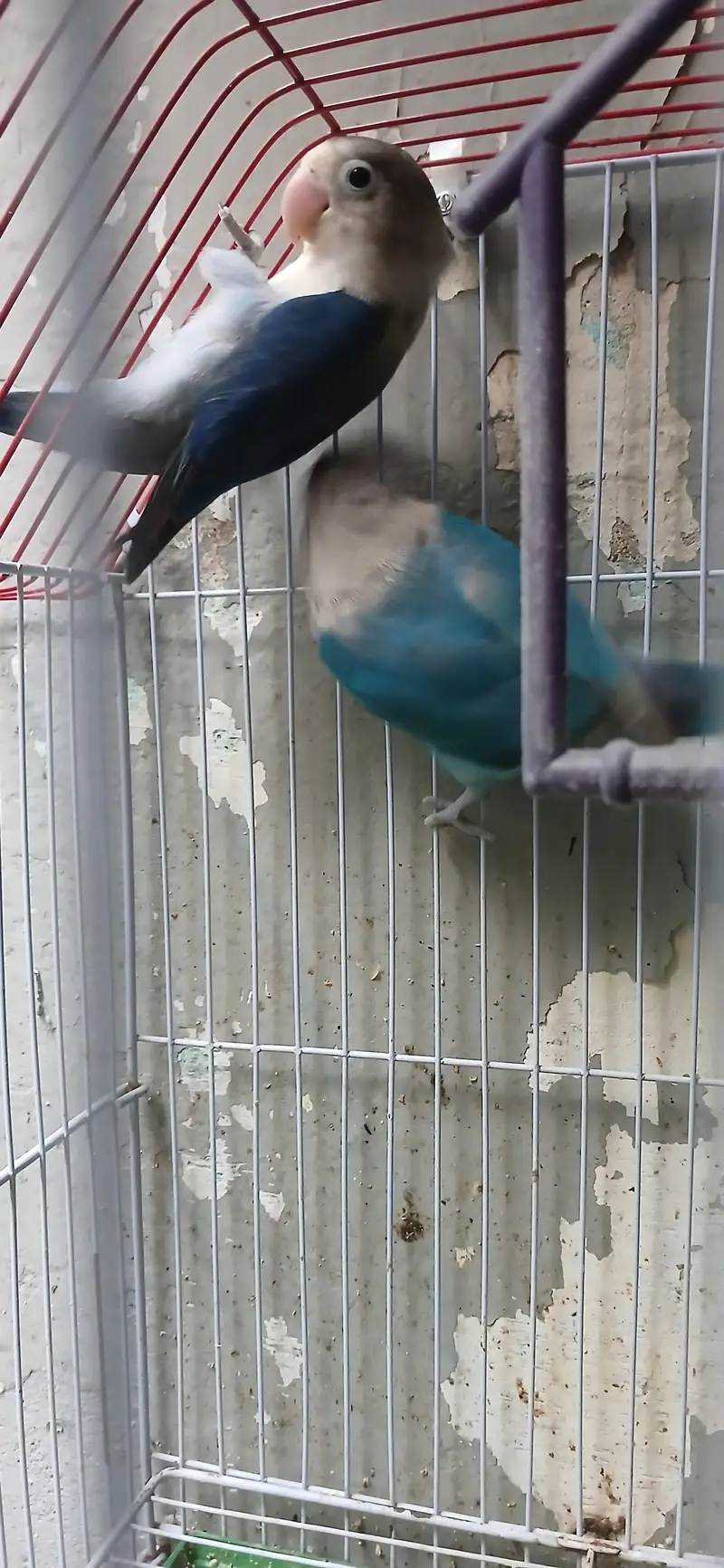 lovebirds available for sale pair — photo 3
