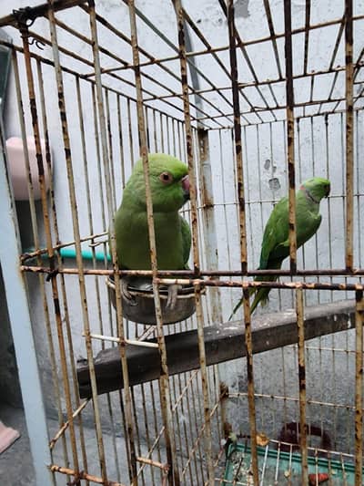 parrot pair for sale