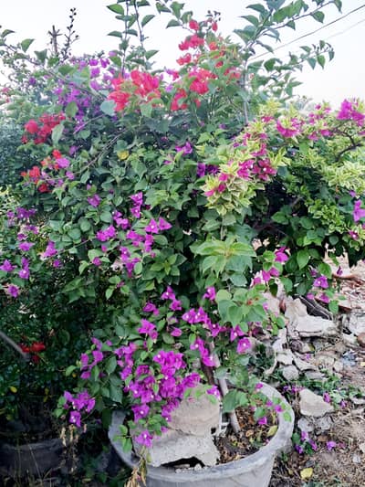 Grafted Bail, plants