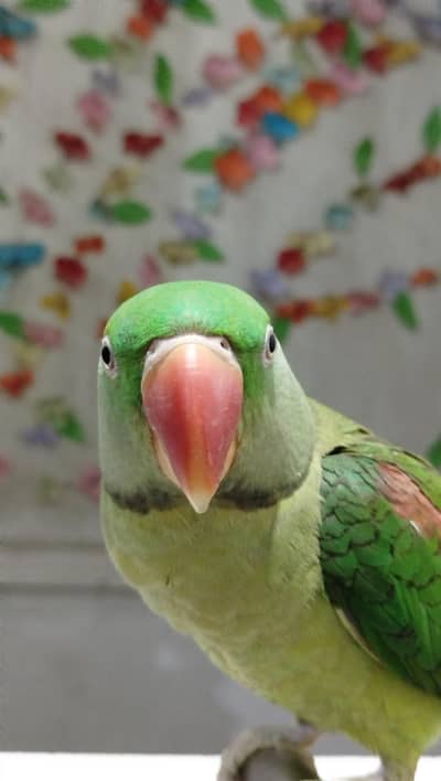 Beautifull kashmiri Raw Female 3.5 year age