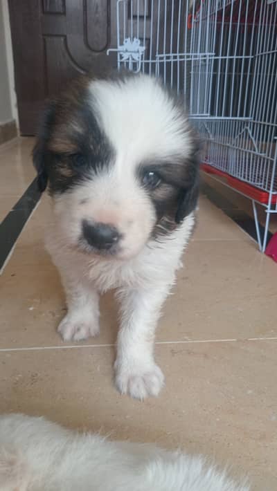 Cute Russian dog