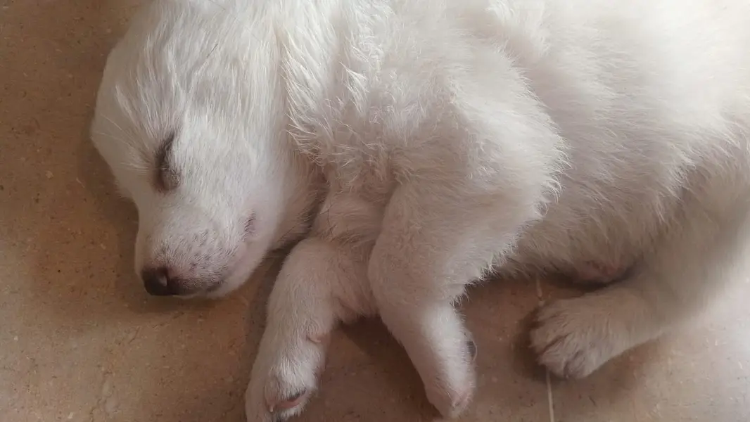 Cute Russian dog — photo 2
