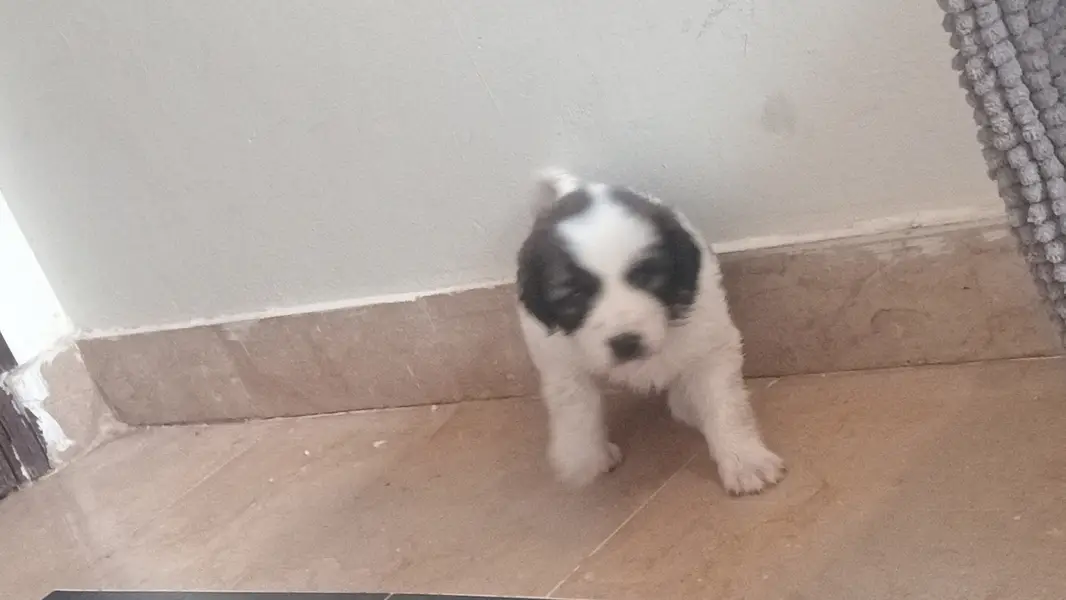 Cute Russian dog — photo 4