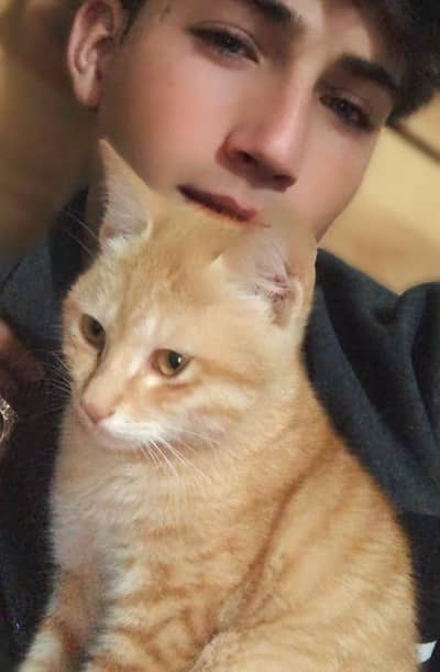 British breed Domestic Shorthair  available Now (limited)