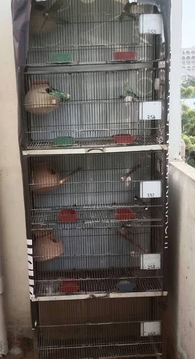 birds with cage