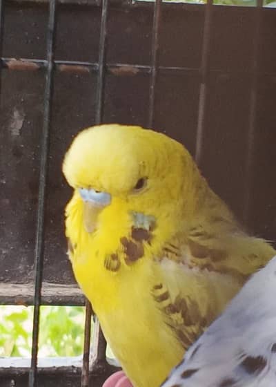 Under exi Male  (Full Young) breeder