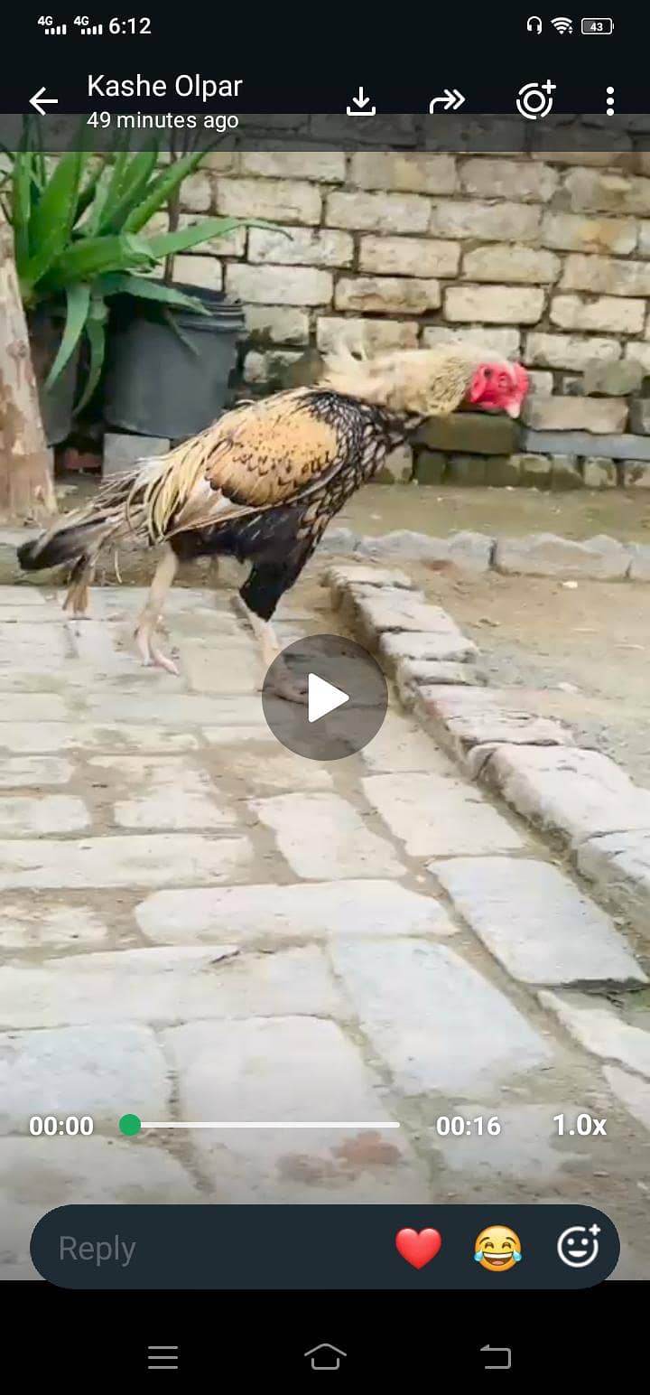aseel murga 0