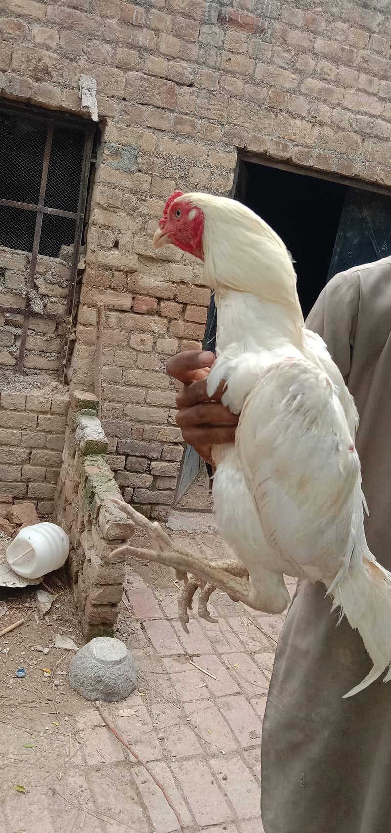 aseel murga 2