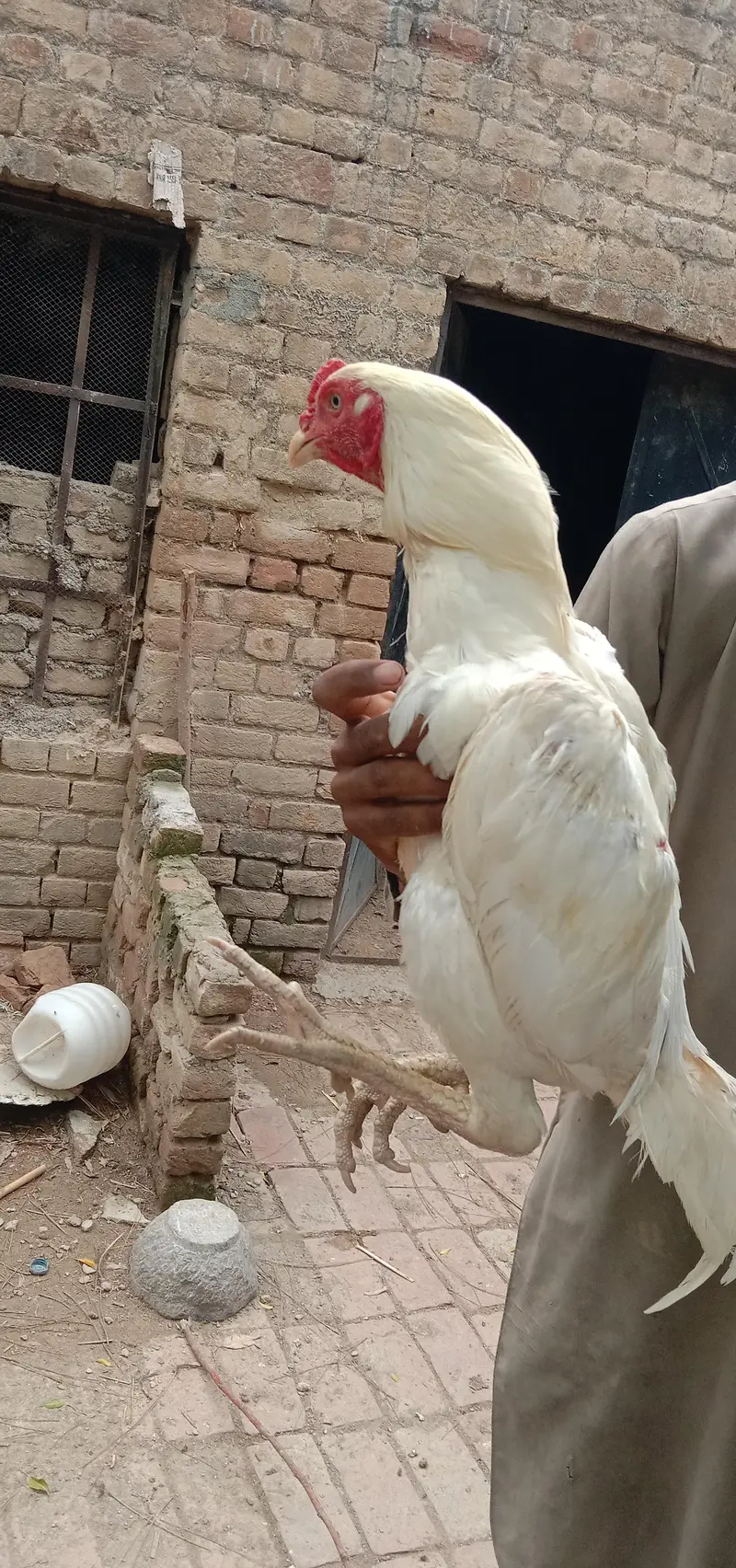aseel murga — photo 3