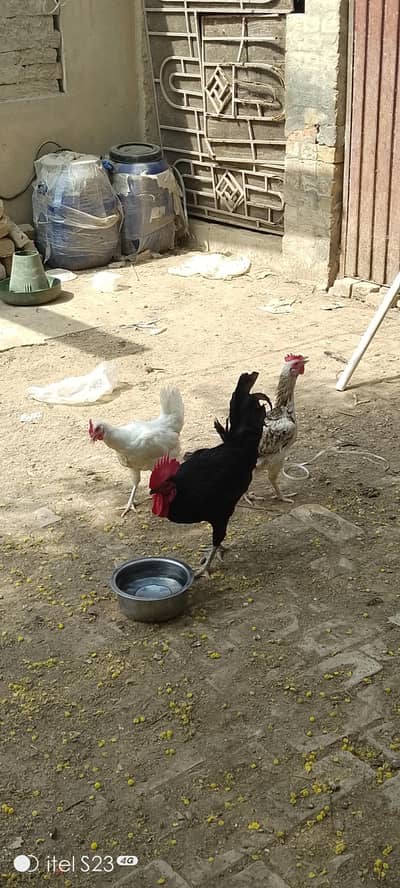 2 madia for sale hn