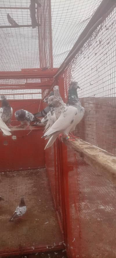 Kabotar for sale