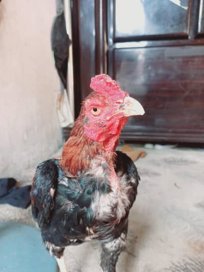 Beautiful Mianwali Aseel Murga for Sale