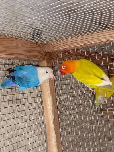 Blue split Opline | Green Pale fellow | confirm Breeder Pair