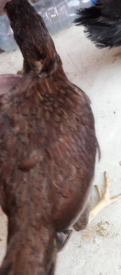 pure home breed assel 4 male and 4 female