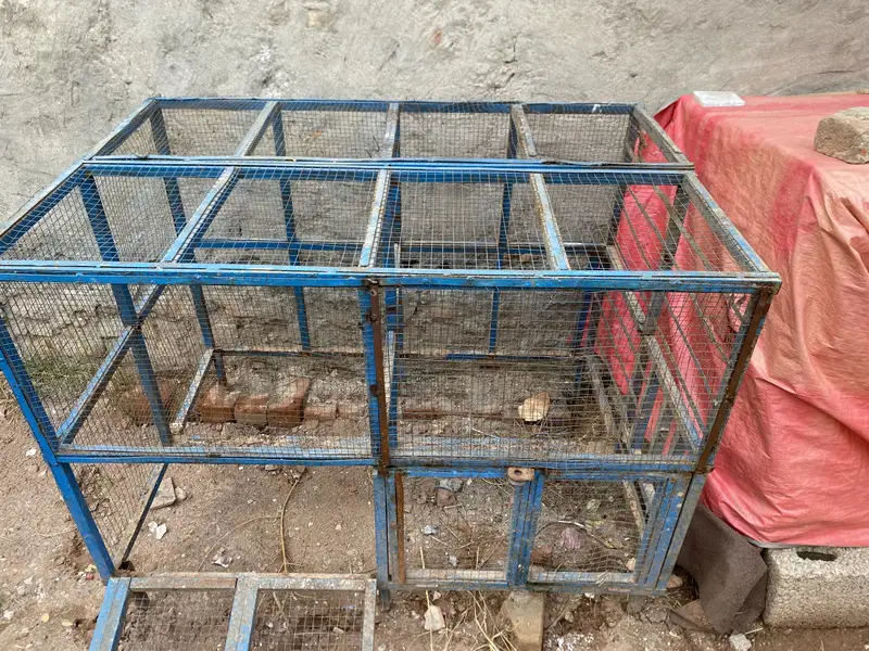 Aseel iron cage — photo 2