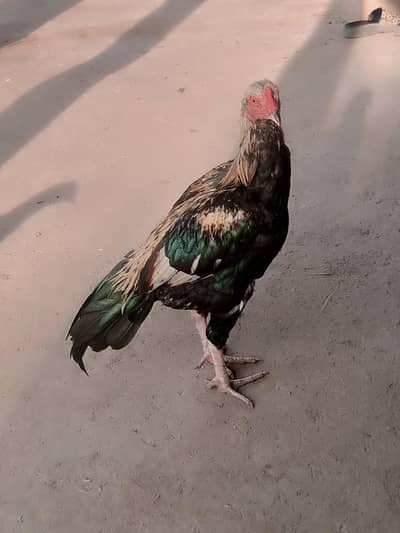 Amroha Aseel Quality Birds