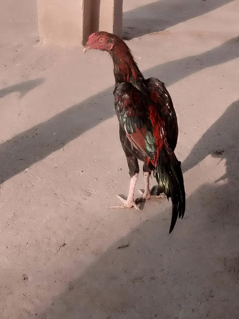 Amroha Aseel Quality Birds — photo 2