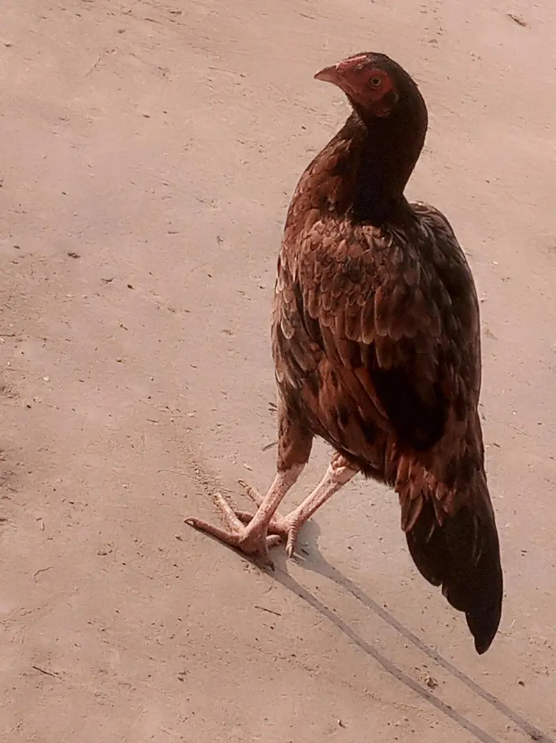 Amroha Aseel Quality Birds — photo 3