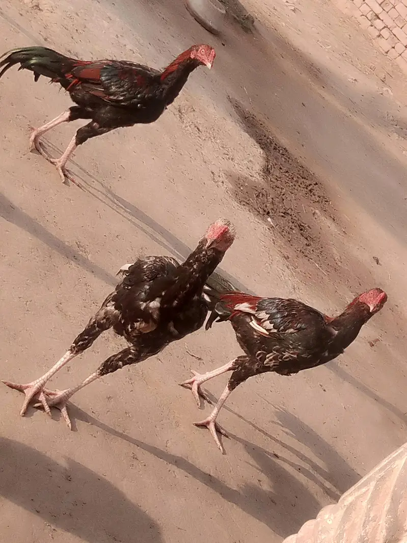 Amroha Aseel Quality Birds — photo 4