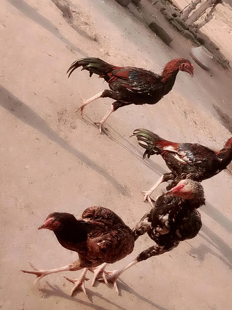 Amroha Aseel Quality Birds — photo 5