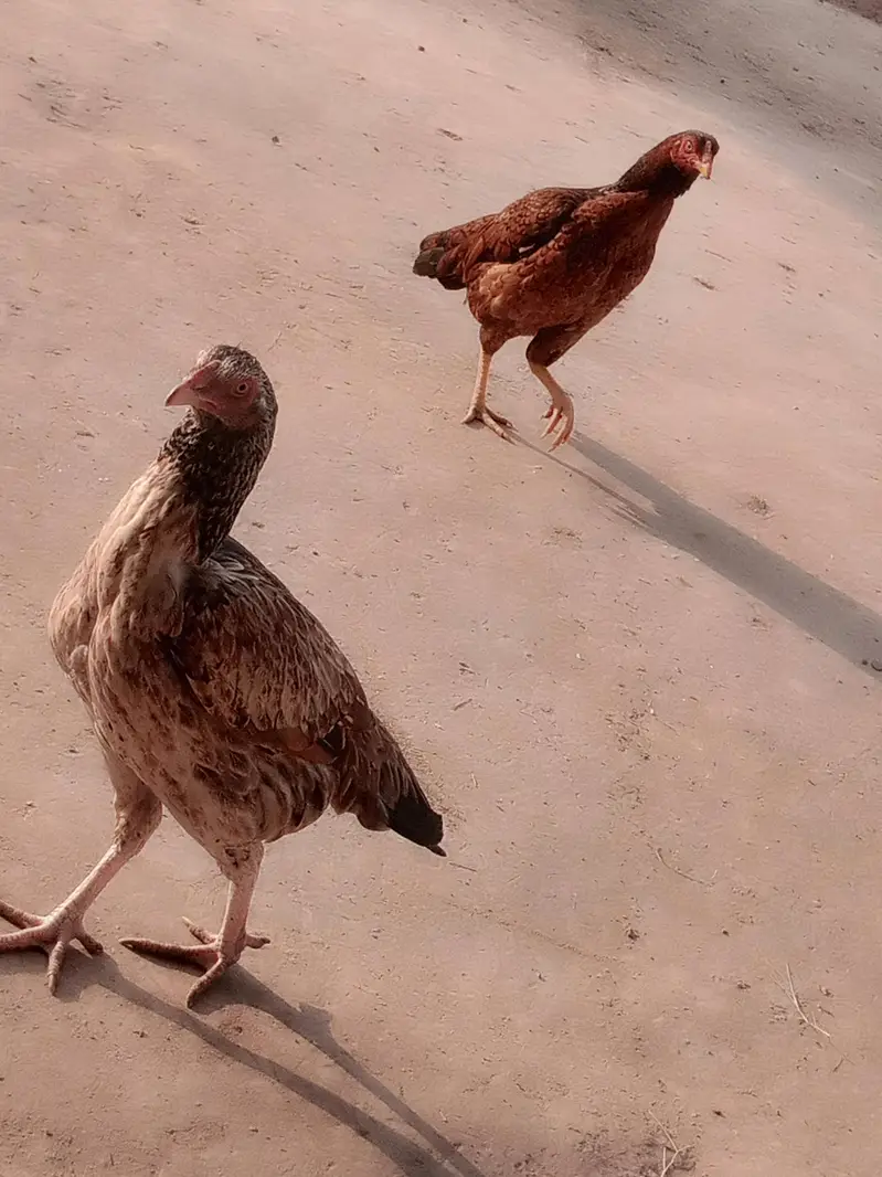 Amroha Aseel Quality Birds — photo 6