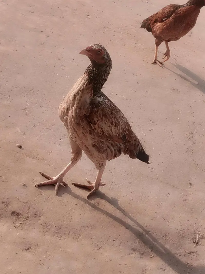 Amroha Aseel Quality Birds — photo 7