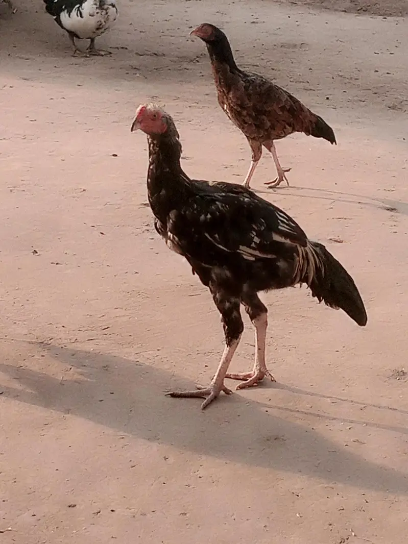 Amroha Aseel Quality Birds — photo 8