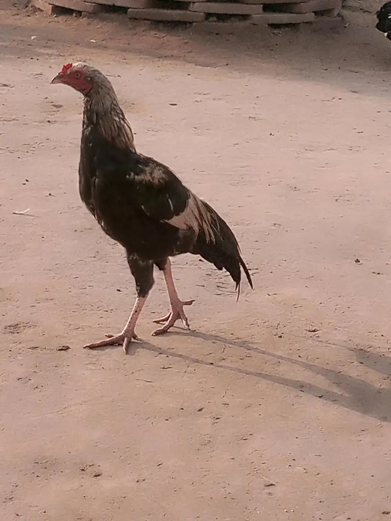 Amroha Aseel Quality Birds — photo 9