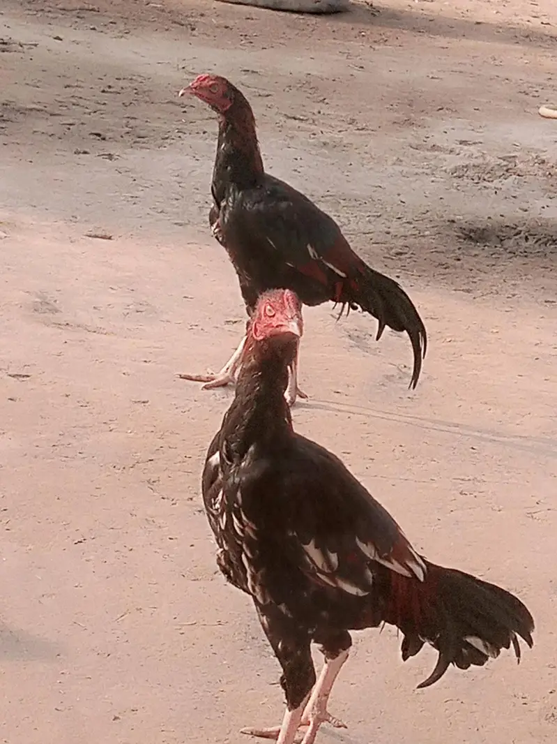Amroha Aseel Quality Birds — photo 10
