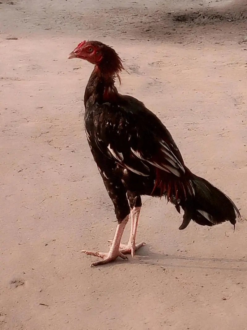 Amroha Aseel Quality Birds — photo 11