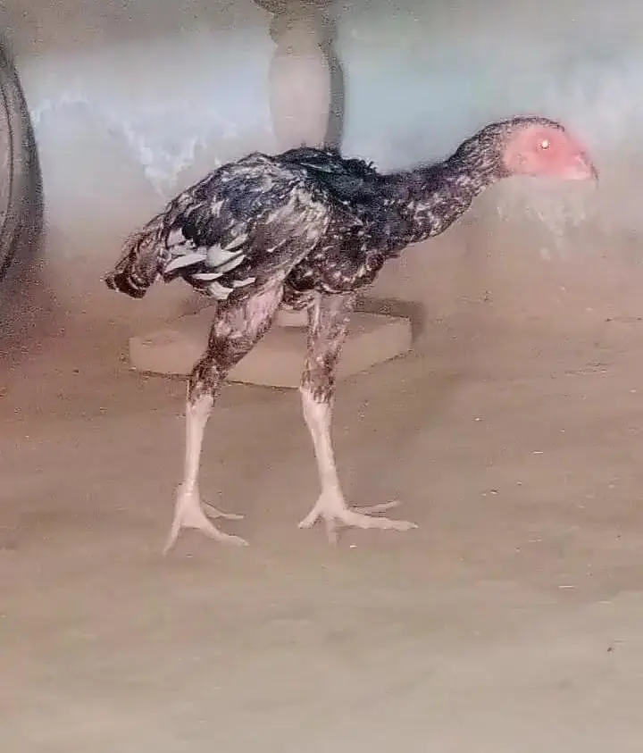 Amroha Aseel Quality Birds — photo 12