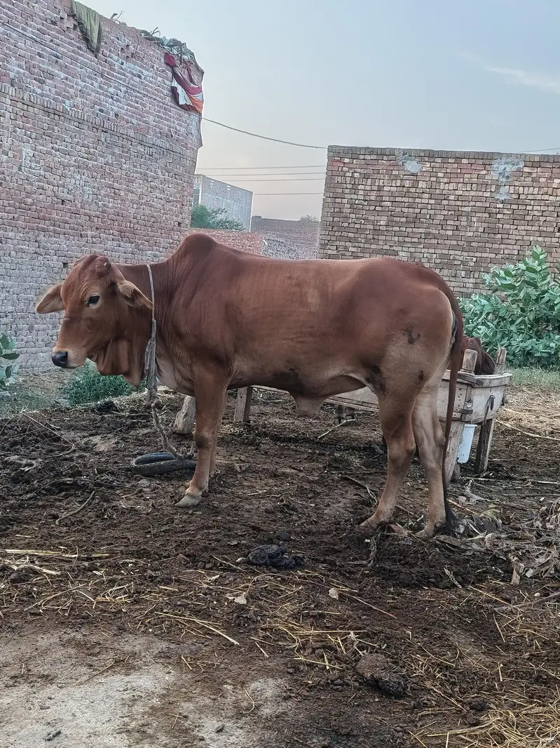 pure sahiwal wache — photo 2