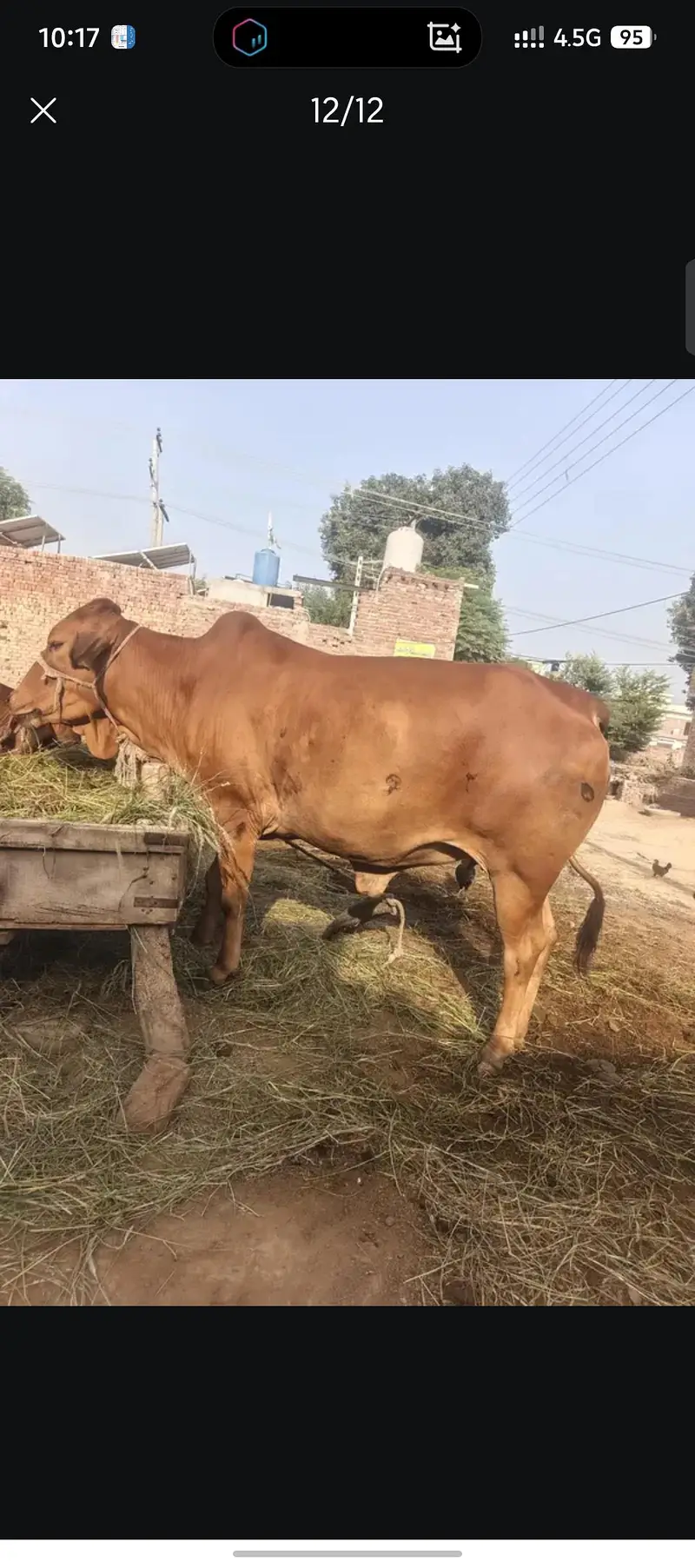pure sahiwal wache — photo 3