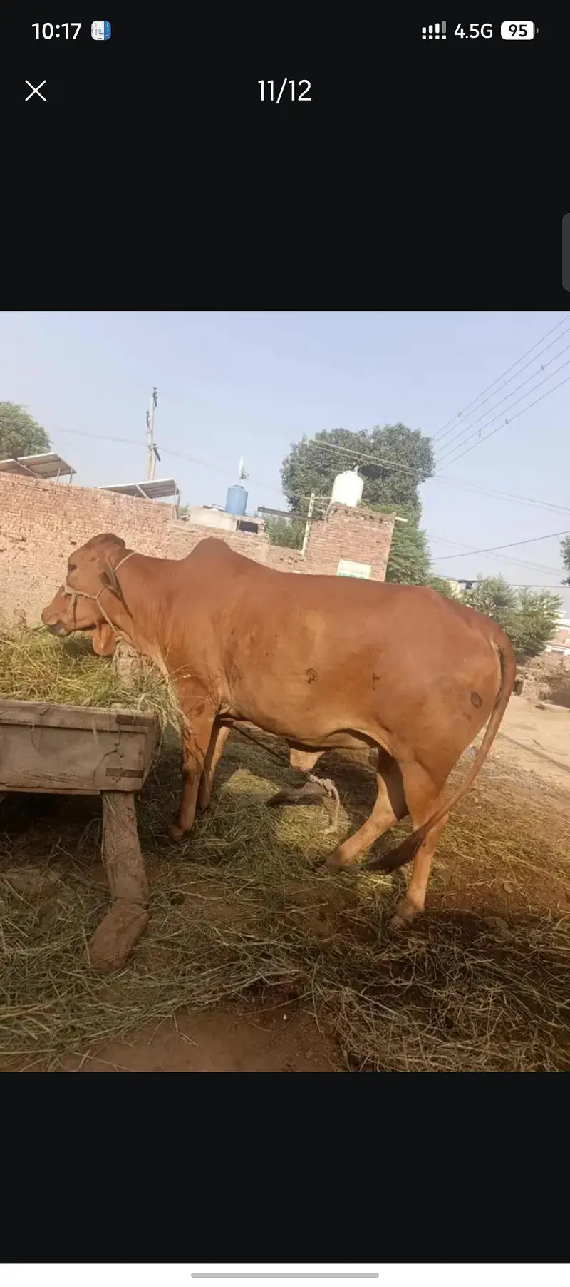pure sahiwal wache — photo 4