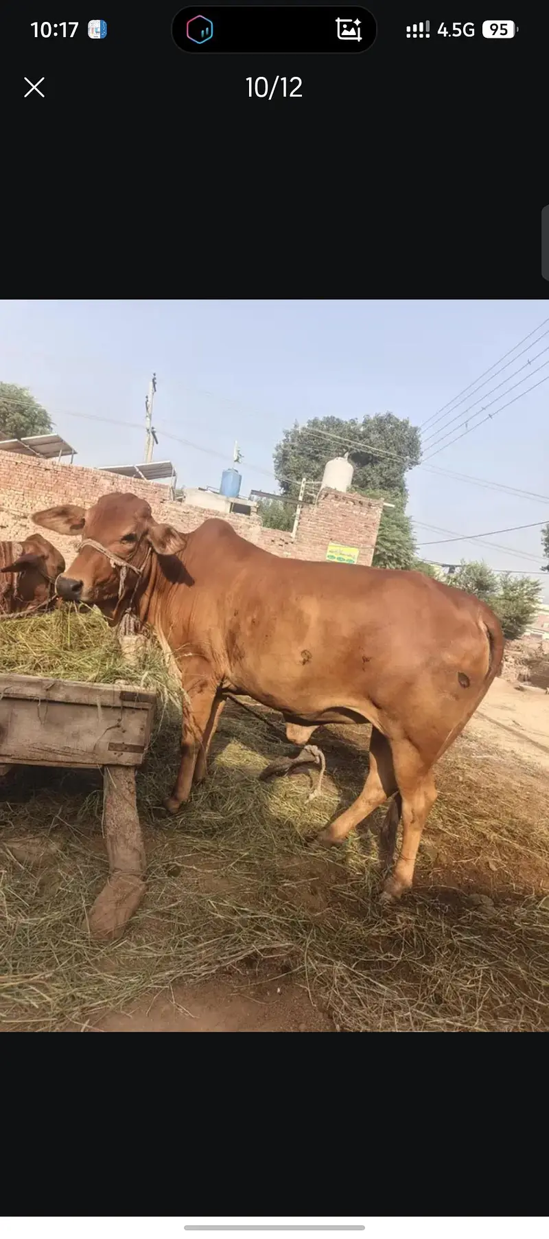pure sahiwal wache — photo 5