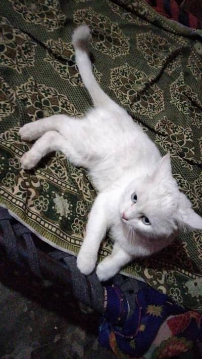 cats  .