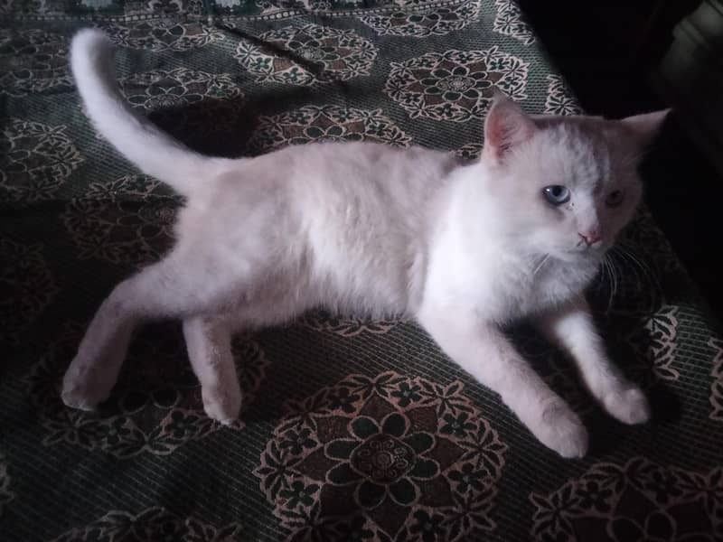 cats  . 1