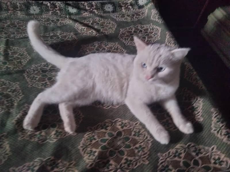 cats  . 2