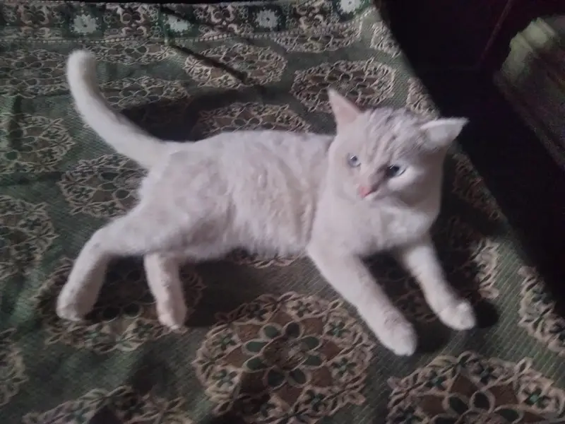 cats  . — photo 3