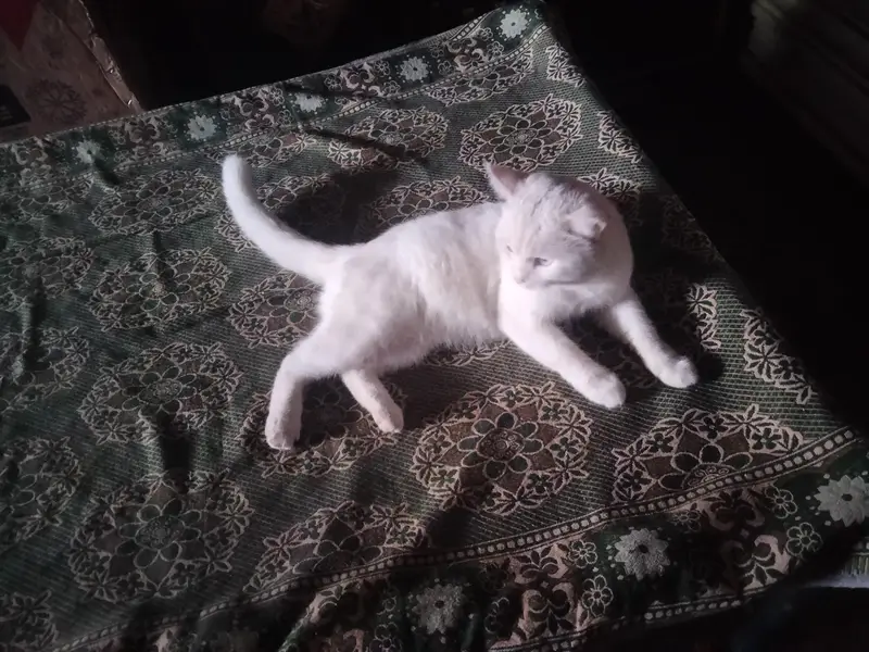 cats  . — photo 4