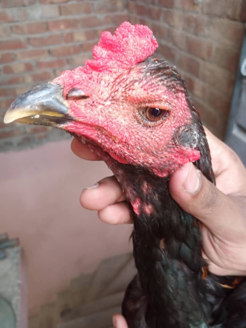 Burmi pakoye aseel patha 0